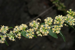 Solidago bicolor (silverrod, white goldenrod)