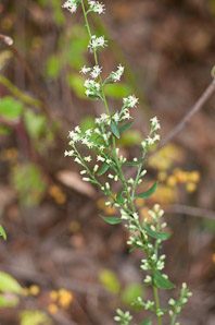 Solidago bicolor (silverrod, white goldenrod)