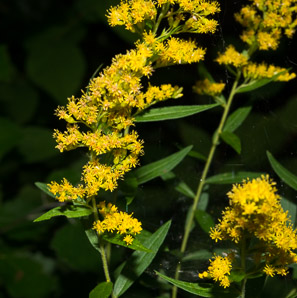 Solidago gigantea (smooth goldenrod, giant goldenrod)