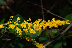 Solidago nemoralis (gray goldenrod, field goldenrod)