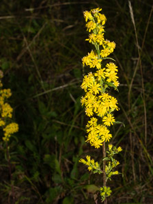 Solidago puberula (downy goldenrod)