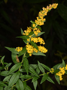Solidago rugosa (rough-stemmed goldenrod, wrinkleleaf goldenrod)