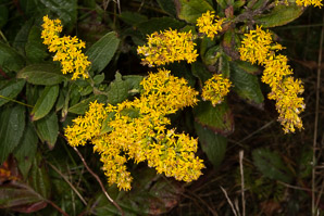 Solidago rugosa (rough-stemmed goldenrod, wrinkleleaf goldenrod)