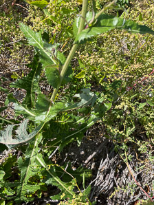 Sonchus arvensis (perennial sowthistle, field milk thistle, field sowthistle, corn sow thistle, dindle, gutweed, swine thistle, tree sow thistle)