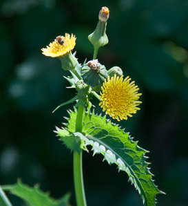 Sonchus oleraceus (sow thistle, common sowthistle, smooth sow thistle, annual sow thistle, puha, hare’s colwort, hare’s thistle, milky tassel, milk thistle, soft thistle, common sow thistle)