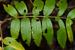 Sorbus americana (mountain ash, American mountain ash)