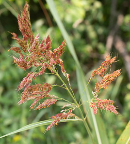 Sorghum halepense (Johnson grass, Johnsongrass)