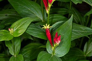 Spigelia marilandica (Indian pink, woodland pinkroot)