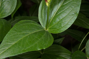 Spigelia marilandica (Indian pink, woodland pinkroot)