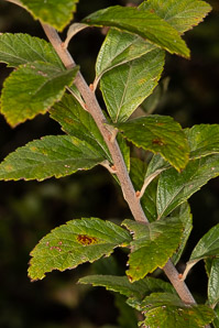Spiraea alba (meadowsweet, white meadowsweet)