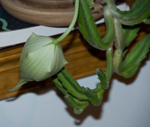 Stapelia gigantea (carrion flower, Zulu giant)