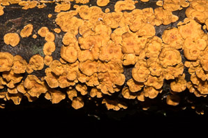 Stereum complicatum (orange crust fungus)