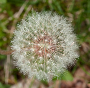 Taraxacum officinale (common dandelion, dandelion)