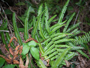 Thelypteris interrupta (Willdenow’s maiden fern, Hottentot fern, spready tri-vein fern, neke)