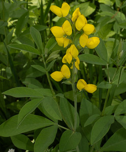 Thermopsis villosa (Carolina lupine, Carolina bushpea, Aaron’s rod, bush pea, false lupine, thermopsis, Blue Ridge false lupine)