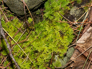 Thuidium delicatulum (delicate fern moss, fern moss, common fern moss, delicate thuidium moss)