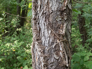 Toxicodendron radicans (poison ivy, Eastern poison ivy)
