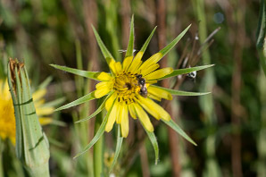 Tragopogon dubius (yellow goatsbeard, yellow salsify, western salsify, western goat’s-beard, wild oysterplant, yellow goat’s beard, goat’s beard, goatsbeard, common salsify, salsify)
