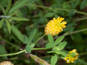 Trifolium aureum (hop clover, large hop clover, large hop trefoil, golden clover)