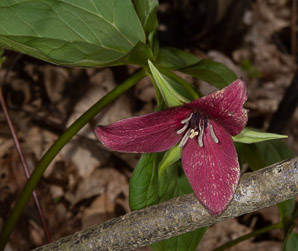 Trillium erectum (red trillium, purple trillium, stinking Benjamin)
