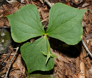 Trillium erectum (red trillium, purple trillium, stinking Benjamin)