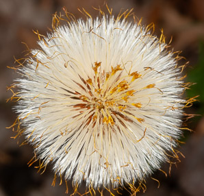 Tussilago farfara (coltsfoot, ass’s foot, bull’s foot, butterbur, coughwort, farfara, foal’s foot, foalswort, horse foot, winter heliotrope)