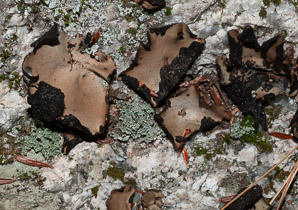 Umbilicaria mammulata (smooth rock tripe, navel lichen)