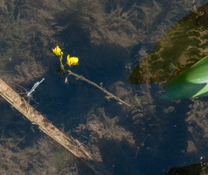 Utricularia L. (bladderwort)