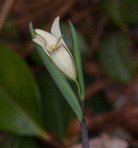 Uvularia sessilifolia (sessile bellwort, wild oats, sessile-leaved bellwort, sessileleaf bellwort)