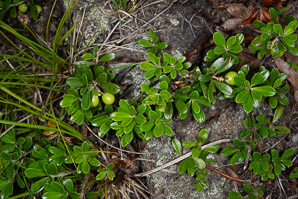 Vaccinium vitis-idaea (lingonberry, mountain cranberry, cowberry, foxberry, red whortleberry, low bush cranberry, low bush partridgeberry, partridgeberry)