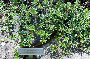 Vaccinium L. (blueberry)