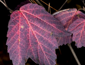 Viburnum acerifolium (maple-leaf viburnum, arrow-wood, maple-leaf arrowwood, maple-leaved viburnum, maple-leaf arrow-wood, mapleleaf viburnum)