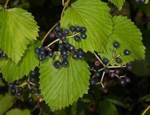 Viburnum dentatum (arrowwood, southern arrowwood)