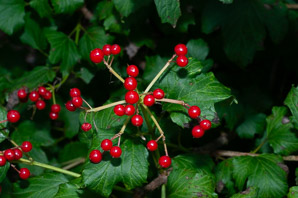 Viburnum L. (viburnum)