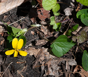 Viola pubescens (common yellow violet, downy yellow violet)
