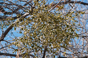 Viscum album (European mistletoe)