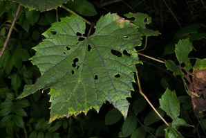 Vitis riparia (riverbank grape)