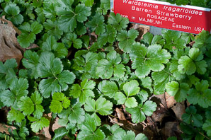Waldsteinia fragarioides (barren strawberry, Appalachian barren strawberry)