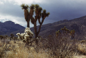 Yucca brevifolia (Joshua tree)