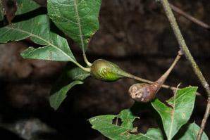 Zapatella quercusphellos