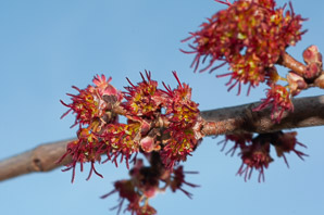 Acer saccharinum (silver maple, creek maple, river maple, silverleaf maple, soft maple, white maple, water maple)