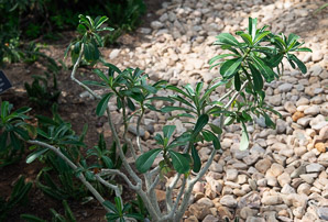 Adenium obesum (desert rose, sabi star, kudu, mock azalea, impala lily, desert-rose)