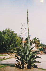 Agave americana (century plant, American century plant)