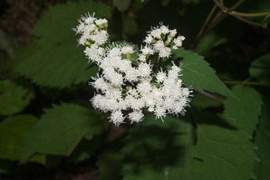 Ageratina altissima (white snakeroot, tall boneset, white sanicle)