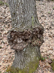 Agrobacterium radiobacter