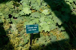 Alchemilla mollis (lady’s mantle, lady’s-mantle)