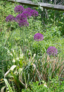 Allium giganteum (ornamental onion)