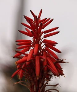 Aloe L. (aloe)