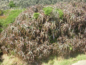 Aloe arborescens (krantz aloe, candelabra aloe)