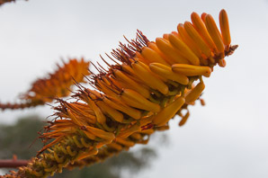 Aloe marlothii (flat-flowered aloe, bergaalwyn, mountain aloe)